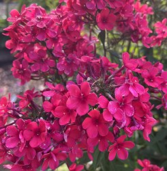 Early Red IMG_2526